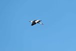 Storch und Co. am Stausee Kelbra (Foto: Peter Blei)