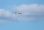 Storch und Co. am Stausee Kelbra (Foto: Peter Blei)
