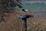 Storch und Co. am Stausee Kelbra (Foto: Peter Blei)