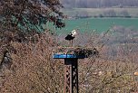 Storch und Co. am Stausee Kelbra (Foto: Peter Blei)