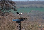 Storch und Co. am Stausee Kelbra (Foto: Peter Blei)