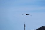 Storch und Co. am Stausee Kelbra (Foto: Peter Blei)