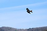 Storch und Co. am Stausee Kelbra (Foto: Peter Blei)