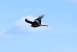 Storch und Co. am Stausee Kelbra (Foto: Peter Blei)