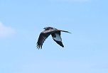 Storch und Co. am Stausee Kelbra (Foto: Peter Blei)