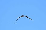 Storch und Co. am Stausee Kelbra (Foto: Peter Blei)