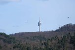 Storch und Co. am Stausee Kelbra (Foto: Peter Blei)
