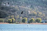 Storch und Co. am Stausee Kelbra (Foto: Peter Blei)