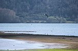 Storch und Co. am Stausee Kelbra (Foto: Peter Blei)