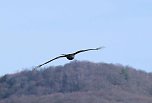 Storch und Co. am Stausee Kelbra (Foto: Peter Blei)