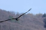 Storch und Co. am Stausee Kelbra (Foto: Peter Blei)
