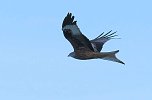 Storch und Co. am Stausee Kelbra (Foto: Peter Blei)