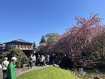 Hanami im Japanischen Garten (Foto: oas)
