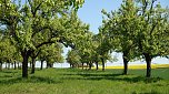 Streuobsttag am Neust&auml;dter Rosenteich (Foto: nnz)