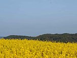 Gelbe Fr&uuml;hlingsstimmung (Foto: Peter Blei)