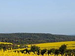 Gelbe Fr&uuml;hlingsstimmung (Foto: Peter Blei)