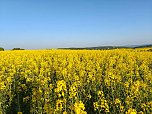 Gelbe Fr&uuml;hlingsstimmung (Foto: Peter Blei)