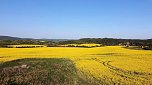 Gelbe Fr&uuml;hlingsstimmung (Foto: Peter Blei)