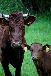 Kuh mit Kalb auf der Weide (3) (Foto: S. Boikat)