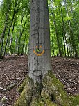 S&uuml;lzhayn im Mai (Foto: I.Kalbitz)