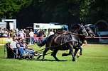 In W&uuml;lfingerode wird demn&auml;chst zur 51. Ponyschau geladen (Foto: Felix Vaterodt)