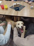 Gemeinsames Zuhause von Bewohner und Tier - in Werther gibt es jetzt einen Therapiehund (Foto: Landhaus am Schlosspark)