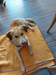 Gemeinsames Zuhause von Bewohner und Tier - in Werther gibt es jetzt einen Therapiehund (Foto: Landhaus am Schlosspark)