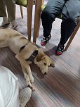 Gemeinsames Zuhause von Bewohner und Tier - in Werther gibt es jetzt einen Therapiehund (Foto: Landhaus am Schlosspark)
