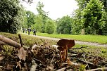 Waldjugendspiele 2025 im Park Hohenrode (Foto: agl)