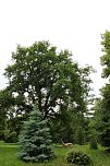 Waldjugendspiele 2025 im Park Hohenrode (Foto: agl)