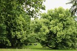 Waldjugendspiele 2025 im Park Hohenrode (Foto: agl)
