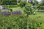 Rosenpracht in Rosengarten in Bad Langensalza (Foto: Eva Maria Wiegand)