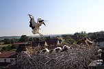 Storchennest inn Windehausen (Foto: Nancy Hoffmann)