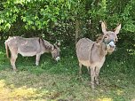 Kinder- und Familienfest in Rodishain  (Foto: Cornelia Wilhelm )