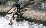 Therapie-Hunde am Stausee Kelbra (Foto: Ulrich Reinboth)