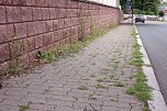 Nicht das Gr&uuml;n das man sich w&uuml;nscht, meint Anton Adlerauge (Foto: privat)