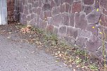 Nicht das Gr&uuml;n das man sich w&uuml;nscht, meint Anton Adlerauge (Foto: privat)