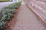 Nicht das Gr&uuml;n das man sich w&uuml;nscht, meint Anton Adlerauge (Foto: privat)