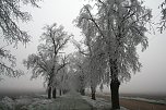 Winterlandschaft bei Kelbra (Foto: U.Reinboth)