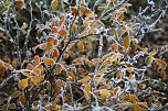 Winterlandschaft bei Kelbra (Foto: U.Reinboth)