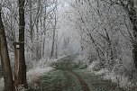 Winterlandschaft bei Kelbra (Foto: U.Reinboth)