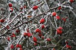 Winterlandschaft bei Kelbra (Foto: U.Reinboth)
