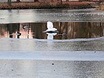 Eis und Frost im Stadtpark (Foto: Peter Blei)