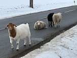 Eine Tierhaltung im Landkreis Nordhausen wurde aufgel&ouml;st. (Foto: Silvio )