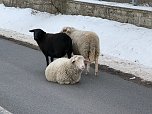 Eine Tierhaltung im Landkreis Nordhausen wurde aufgel&ouml;st. (Foto: Silvio )
