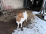 Eine Tierhaltung im Landkreis Nordhausen wurde aufgel&ouml;st. (Foto: Silvio )