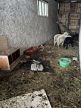 Eine Tierhaltung im Landkreis Nordhausen wurde aufgel&ouml;st. (Foto: Silvio )