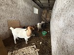 Eine Tierhaltung im Landkreis Nordhausen wurde aufgel&ouml;st. (Foto: Silvio )