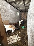 Eine Tierhaltung im Landkreis Nordhausen wurde aufgel&ouml;st. (Foto: Silvio )