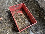 Eine Tierhaltung im Landkreis Nordhausen wurde aufgel&ouml;st. (Foto: Silvio )